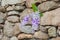 Queen`s Wreath hanging in front of a stone wall