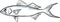 queen snapper Fish Gulf of Mexico Cartoon Drawing
