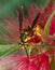 Queen southern yellow jacket wasp with head detail on red weeping bottle brush bloom in Florida