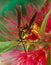 Queen southern Yellowjacket wasp - Vespula squamosa, on bottlebrush bloom