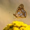 Queen of Spain fritillary