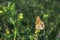 Queen of Spain fritillary butterfly