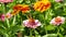 Queen Of Spain Fritillary Butterfly on zinnia flower, Issoria Lathonia stock video