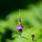 Queen of Spain fritillary on thistle