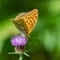 Queen of Spain fritillary on thistle