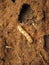 Queen Termite at the entrance of her nest, Pune, Maharashtra