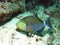 Queen triggerfish