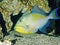 Queen triggerfish aquarium