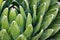 Queen victoria agave. Cacti succulent green smooth leaves in garden, greenhouse.