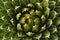 Queen Victoria agave desert plant texture and background