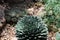 A Queen Victoria Agave plant growing in front of small cacti and Mexican Tulip Poppies