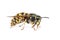 Queen wasp or yellowjacket cleaning