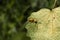 Queen of weaver or green or orange ant resting on green leaf