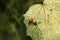 Queen of weaver or green or orange ant resting on green leaf