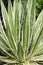 Queen of White Thread-leaf agave