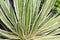 Queen of White Thread-leaf agave