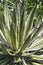 Queen of White Thread-leaf agave