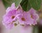 Queens crape myrtle flowers or Queen`s flower, Lagerstroemia