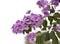 Queens crape myrtle flowers or Queen`s flower, Lagerstroemia