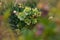 Queens Green hellborus. Christrose or hellborus blooms in the spring garden