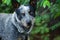 Queensland Blue Heeler Cattle dog