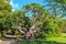 Queensland bottle tree in the Royal Botanic Garden, Sydney, Australia