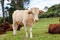 Queensland cattle ranch