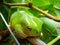 The Queensland green frog staying on a grape tree alone.