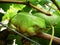 The Queensland green frog staying on a grape tree alone.