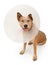 Queensland Heeler Dog Wearing A Cone