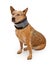 Queensland Heeler Dog Wearing A Neck Brace