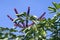 Queensland umbrella tree in boom