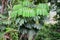 Queensland Umbrella Tree (Schefflera actinophylla)