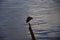 QUELLON, CHILE. The bird is sitting on a wooden pole by the water