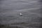 QUELLON, CHILE. Seagull swims in calm water