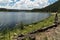 Quemado Lake, N.M. shoreline tree