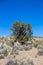 Quenoa forest on Natural Park of Sajama, Bolivia.