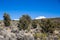 Quenoa forest on Natural Park of Sajama, Bolivia.