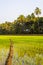 Quepem, Goa/India- February 2 2020: Local female labourer/woman cultivating in the fields of Quepem