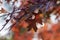 Quercus coccinea bright color red leaves during autumn season in daylight in backlight, ornamental tree