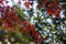 Quercus coccinea bright color red leaves during autumn season in daylight, ornamental tree