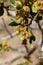 QUERCUS CORNELIUS-MULLERI STAMINATE BLOOM - JOSHUA TREE NP - 042921 D