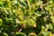 Quercus durata California scrub oak, leather oak branch, California