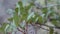 Quercus Engelmannii Hybrid Foliage - Volcan Mtns - 111422