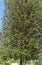 Quercus ilex, the evergreen oak, holly or holm oak after transplanting undergo adaptation in city park Krasnodar.