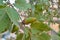 Quercus infectoria, the Aleppo oak in Lorestan, eatable acorn - Iran