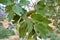 Quercus infectoria, the Aleppo oak in Lorestan, eatable acorn - Iran