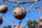 Quercus infectoria tree or Aleppo oak closeup on blue sky background