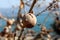 Quercus infectoria tree or Aleppo oak closeup with branches in background