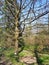 Quercus libani, the Lebanon oak in spring at Macea dendrological park